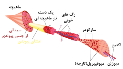 آرایش فیبرهای عضلانی
