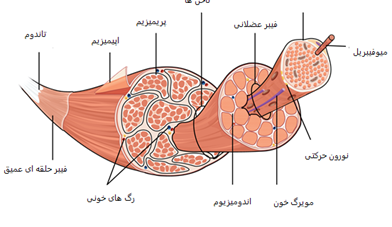 پارگی اعضلانی